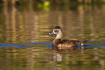 Ring-Necked Duck